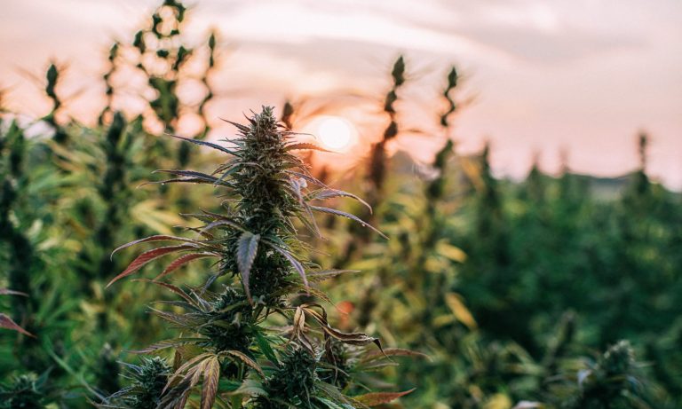 Migrant Cannabis Workers In Oregon: Squalid Conditions Amid Illegal Cultivation Boom