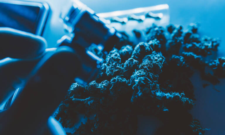 Majority Of California Marijuana Bought From Black Market