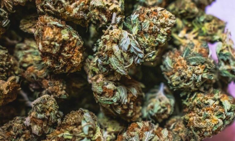 Cannabis May Contain Heavy Metals And Affect Consumer Health, Study Finds