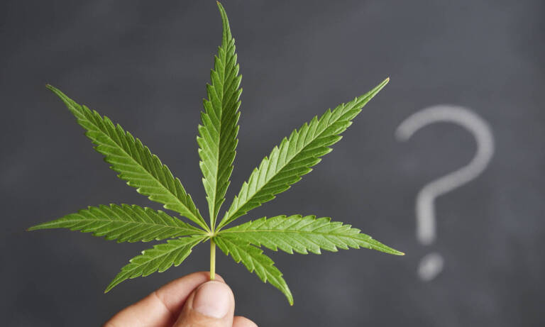 What Are Cannabis Strains Phenotypes And Cultivars?