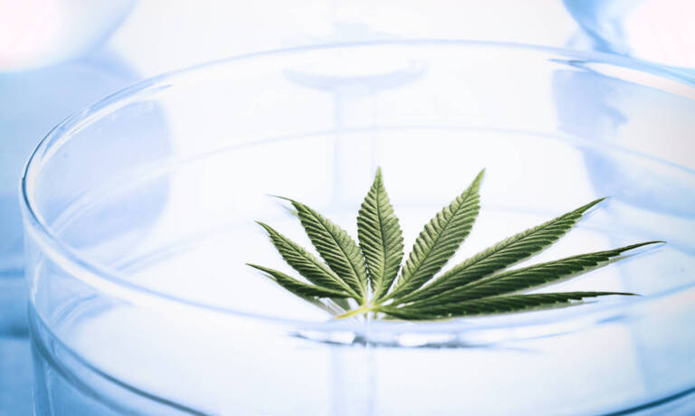 Moldy Colorado Weed Bad For Medical Patients