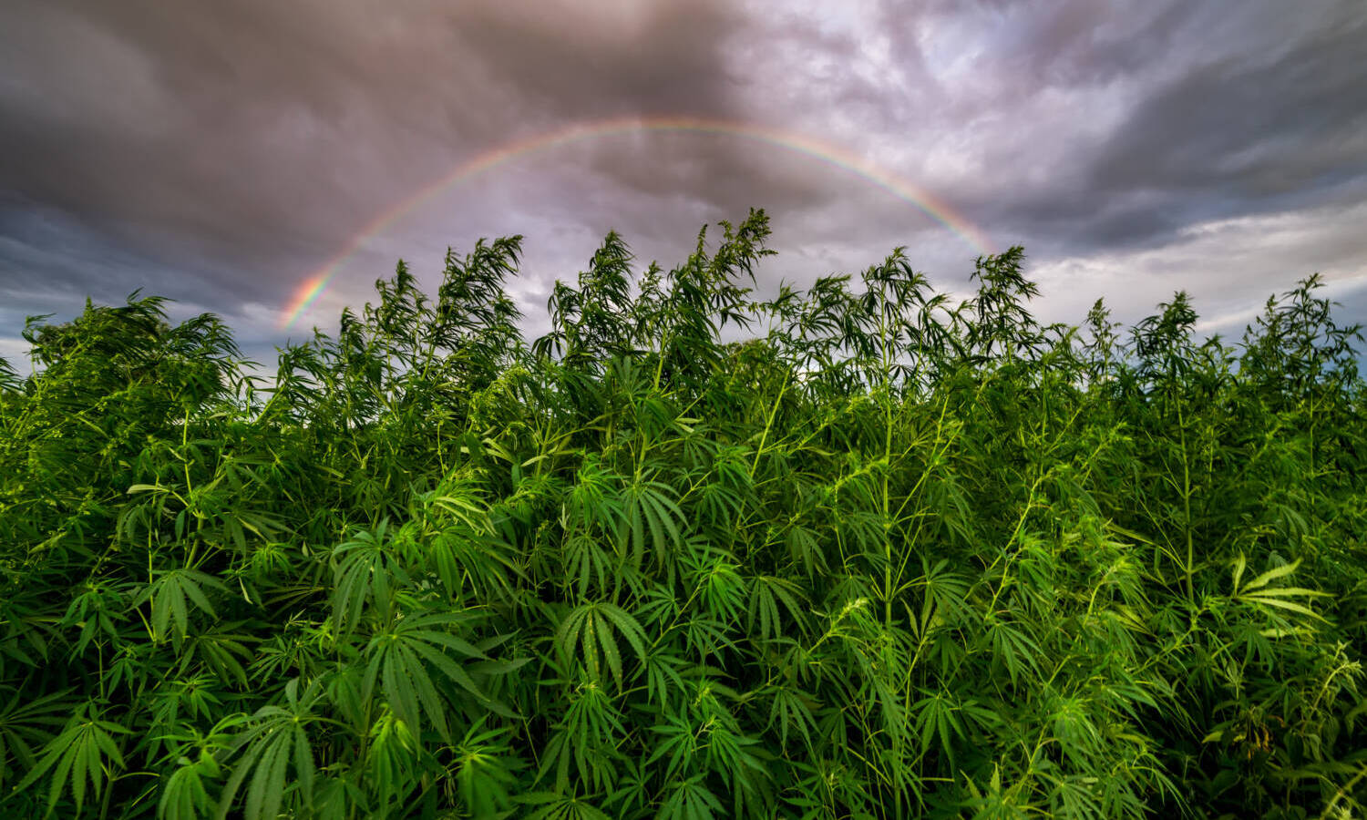 Marijuana cannabis plants