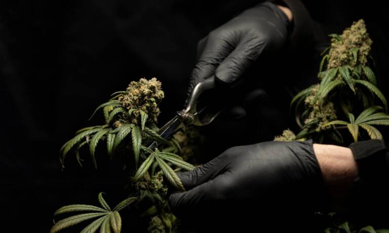 Cannabis Produced Without Growing The Plant: Sci-Fi Or Futuristic Technology?