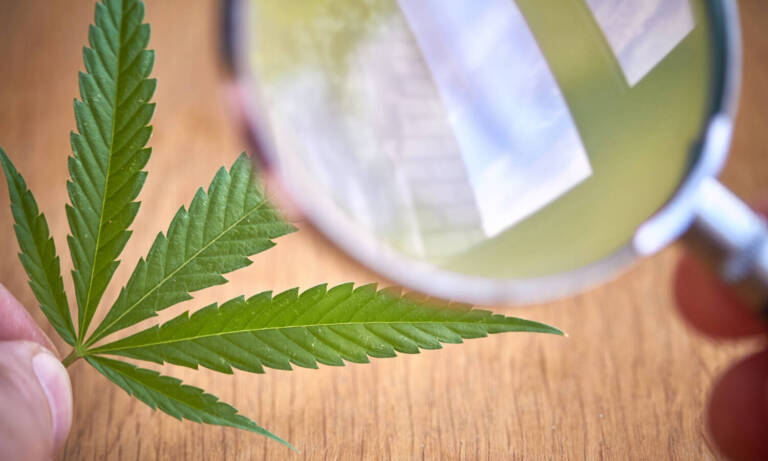 What Is The Difference Between Cannabis, Marijuana And Hemp