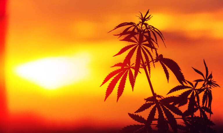 Florida’s Roadmap To Cannabis Legalization