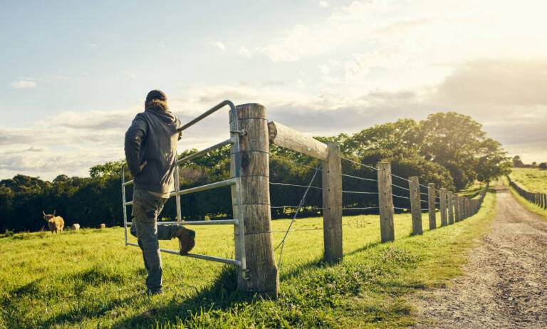 From Slaughter To Sativa: Livestock Farmers Are Switching To Cannabis