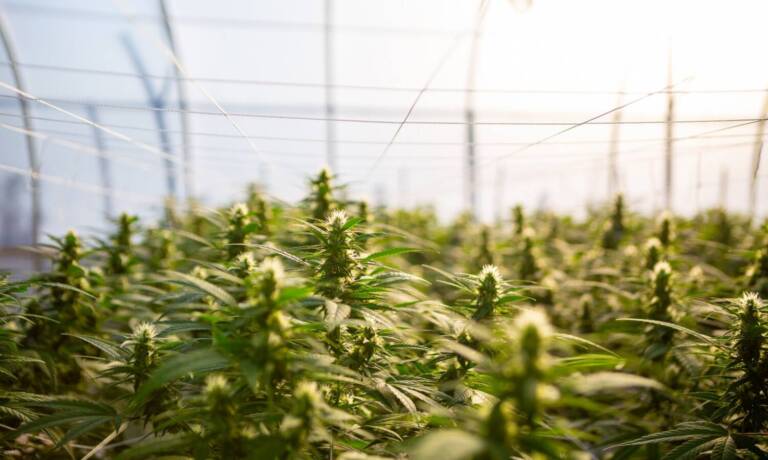 Last But Not Least, Idaho Becomes 50th State To Legalize Hemp