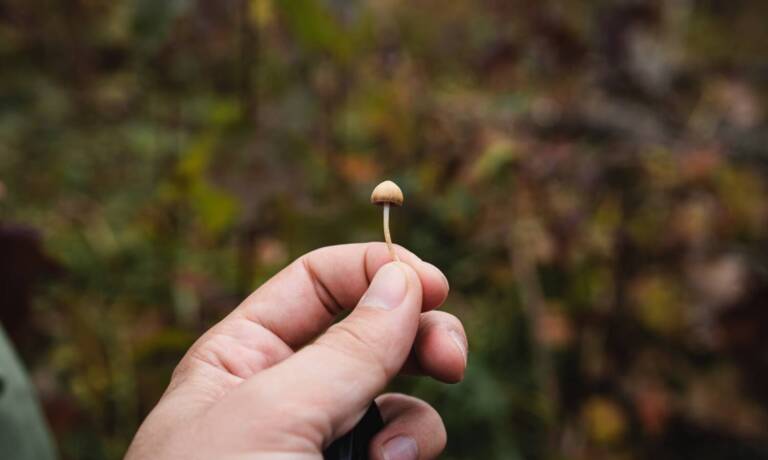 New Bill Introduced In Washington State Would Legalize Psilocybin, Magic Mushrooms