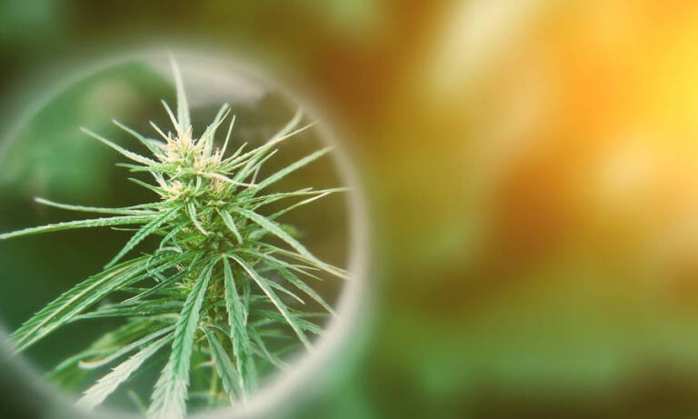 How The Cannabis Industry Can Solve The Schedule-I Drug Research Barrier Problem