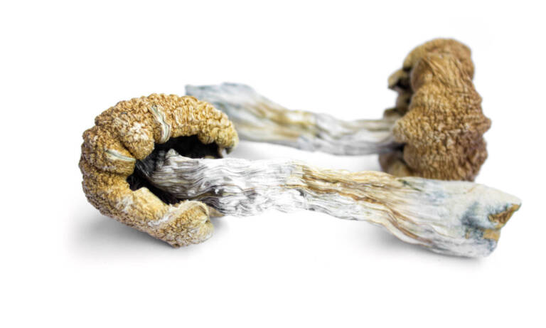 Solution For Alcohol Addiction Might Be Magic Mushrooms
