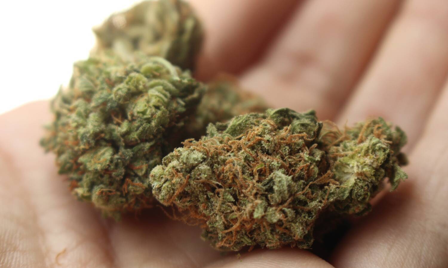 Study Shows Weed Strain Labels Are Misleading