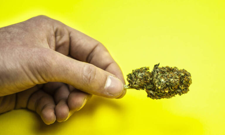 9 Hot Cannabis Jobs In 2022