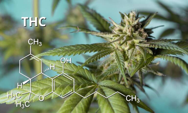 Is THC-H 10 Time Stronger Than Regular THC?