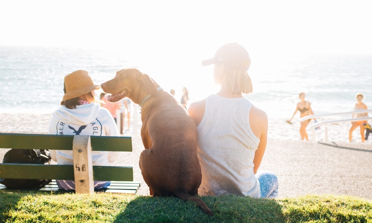 Hanging Around Dogs For This Amount Of Time Is Enough For Pain Relief