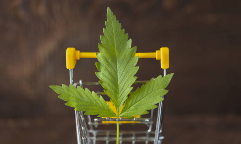 Legal Or Illicit Market, What Determines Where Consumers Get Weed