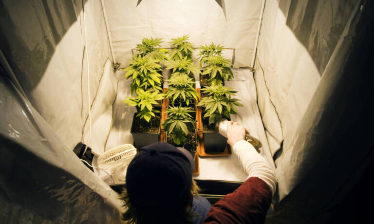 The Best Way To Grow Weed