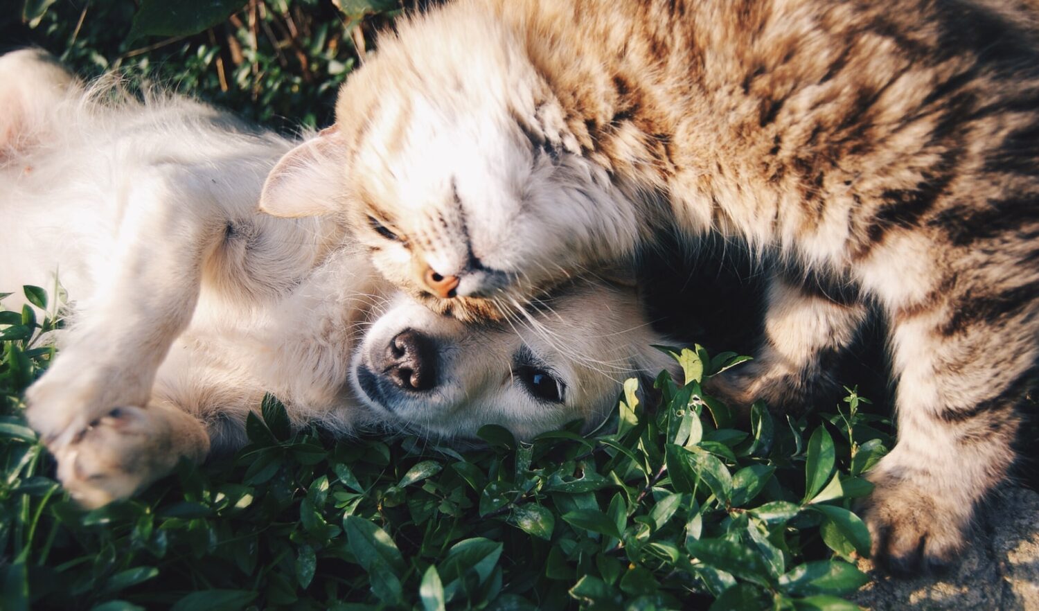 Legal Marijuana Has Led To All Sorts Of Pets Are Getting Accidentally High