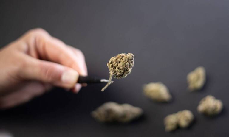 Is Sticky Weed A Good Or Bad Sign?
