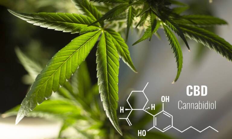 Study Looks At CBD Minimizing The Harmful Effects Of THC