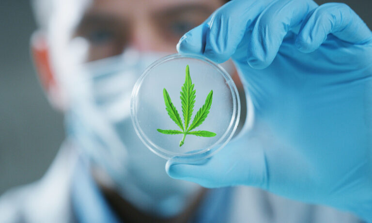 The New Marijuana Research Bill Is Sign Federal Prohibition Is Ending