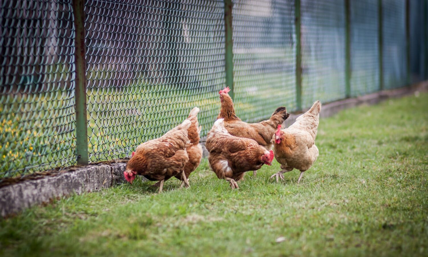 Thai Farmers Fed Cannabis To Their Chickens, Finding Surprising Benefits