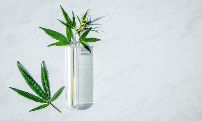 The Varying Policies Of Marijuana Pesticide Testing