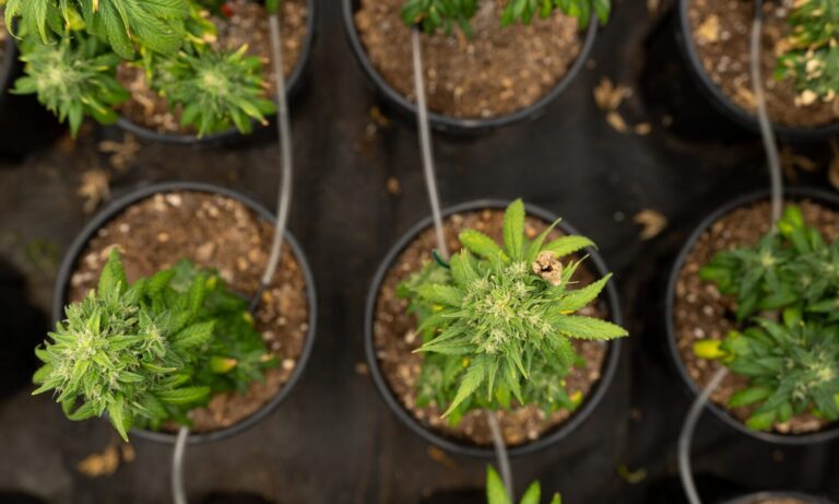 7 Things To Know About US Cannabis Homegrowers: New Frontier Data 2022 Report