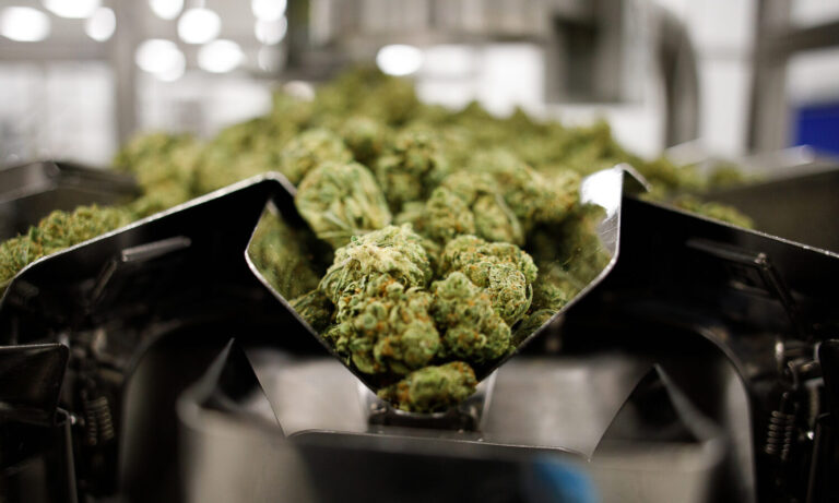 What Happens To Marijuana Scraps?