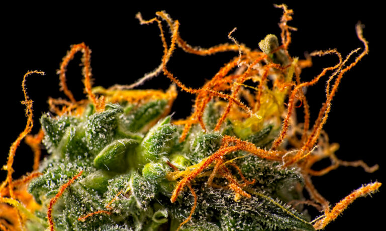 Are Orange Hairs On Cannabis Related To Potency?