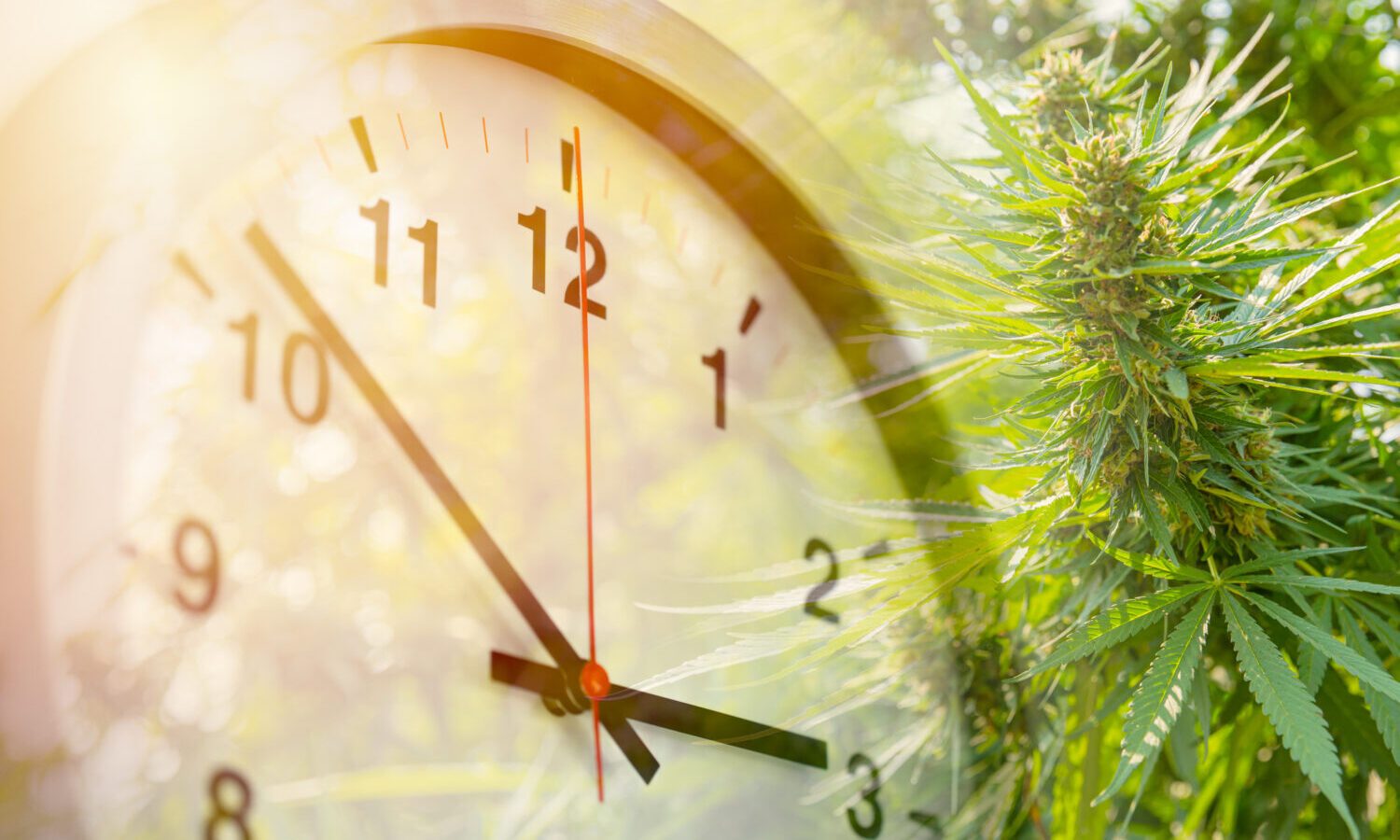 marijuana clock