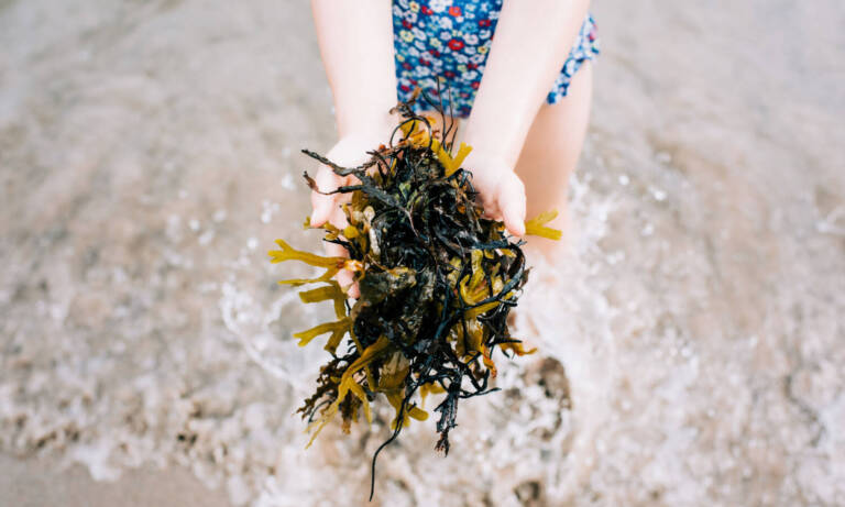 Seaweed: A Potent Superfood Fertilizer For Marijuana Plants