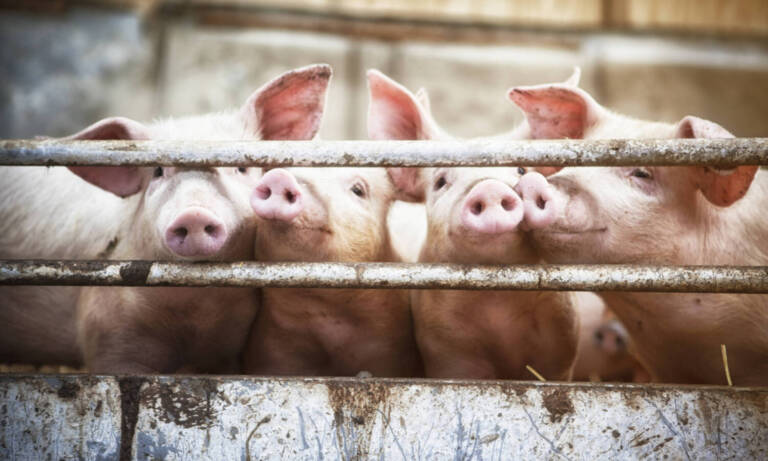 How Pig Farmers Could Affect Cannabis Interstate Commerce