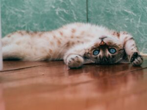 white and brown cat lying on brown wooden floor