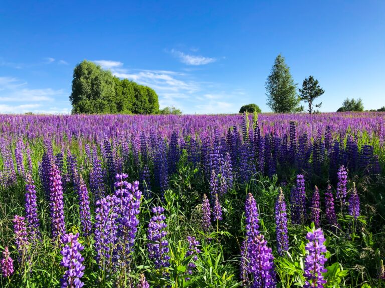 Study Reveals Legal Marijuana States Have Lower Rates Of This Disorder