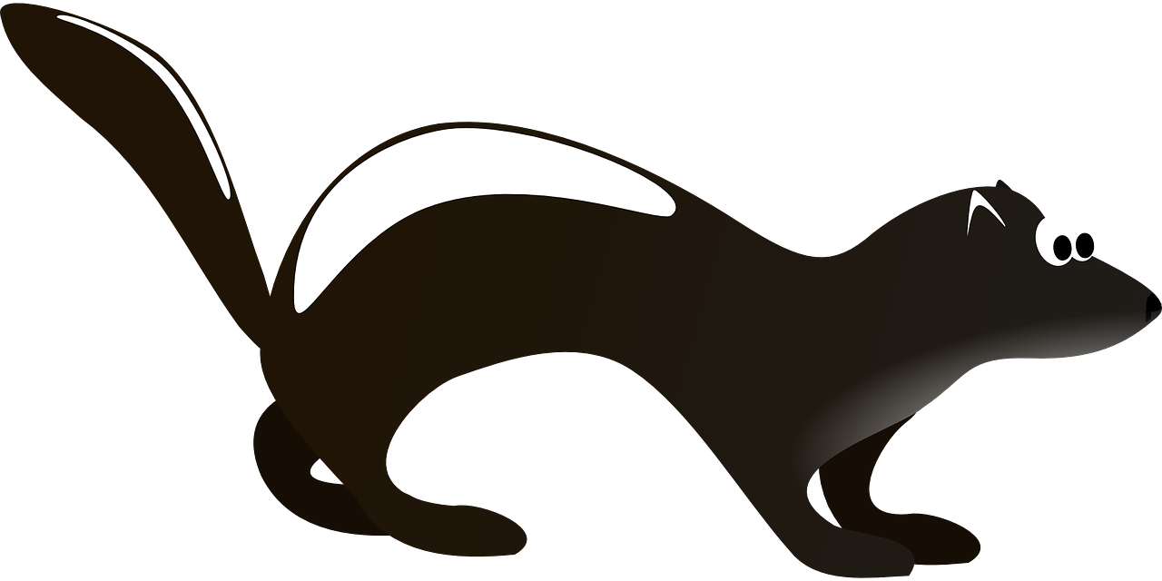 skunk, black and white, animal