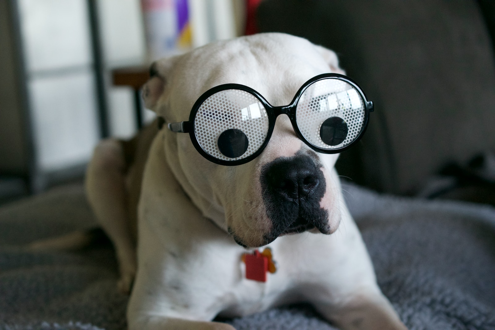 white and brown short coated dog wearing black sunglasses