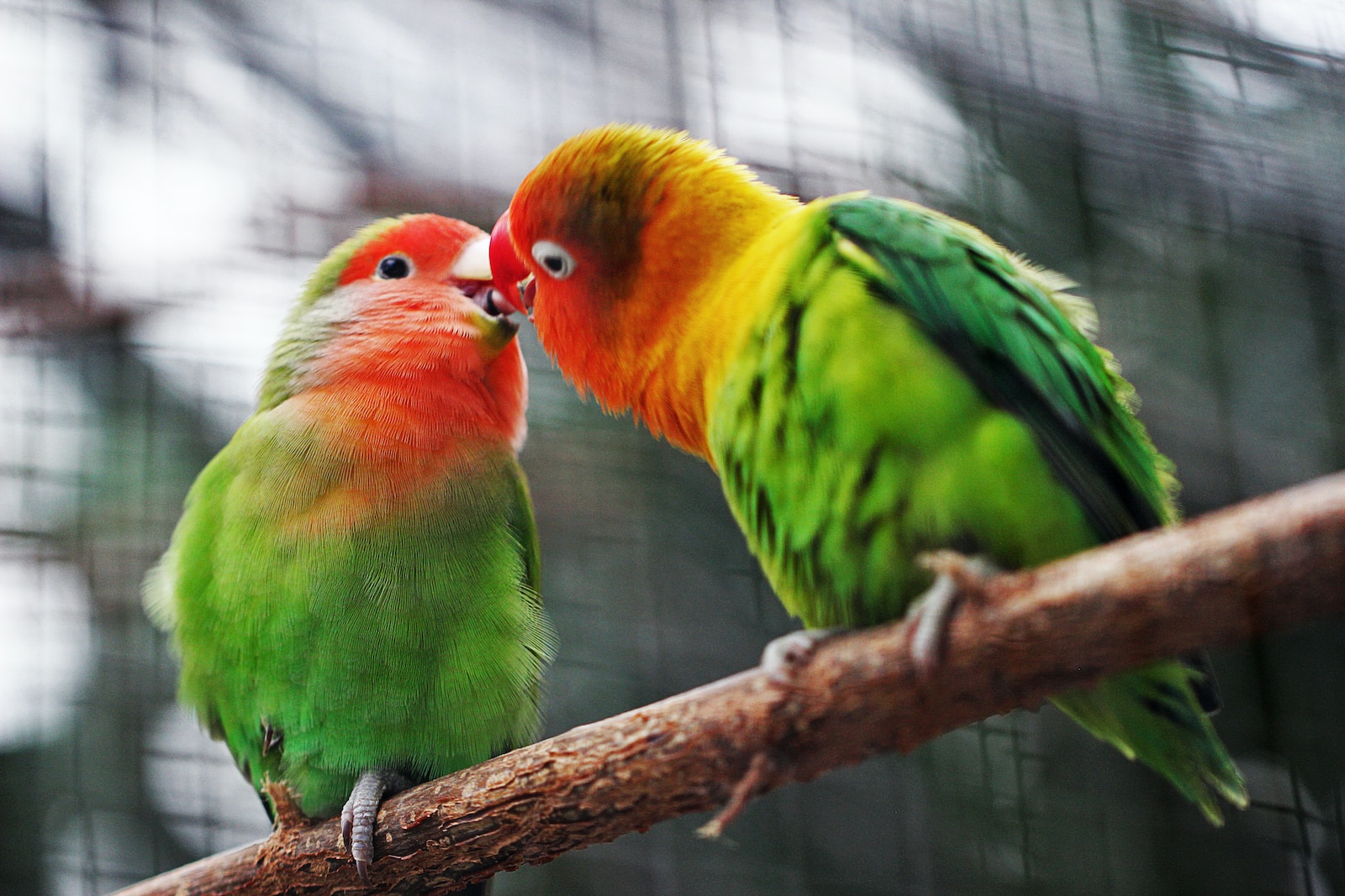 two birds on branch