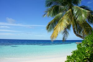 coconut tree near body of water