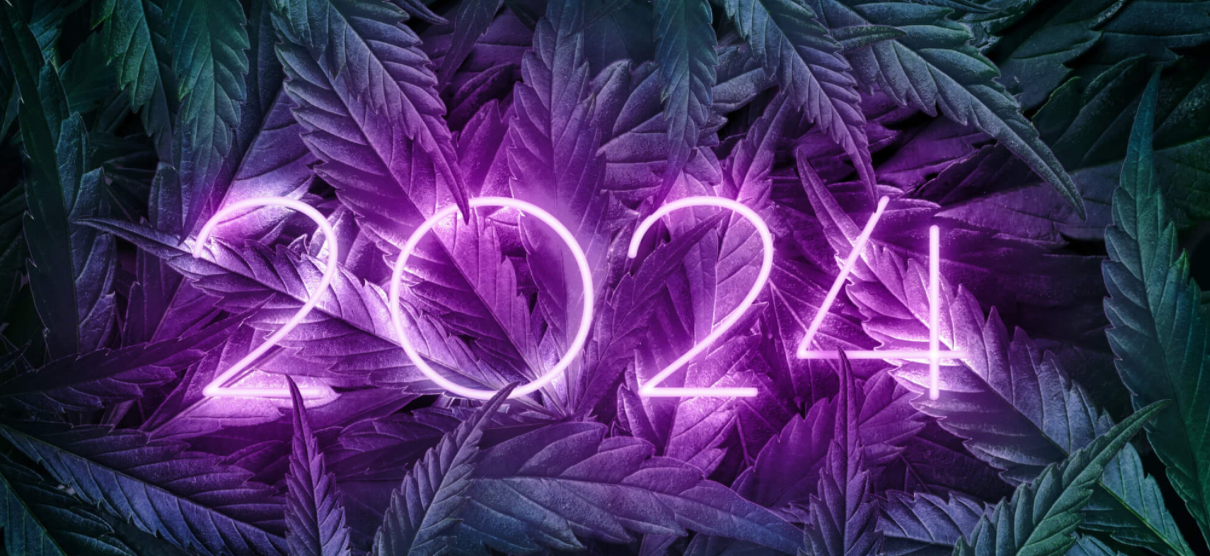 5 Types Of Marijuana Perfect To Start 2024
