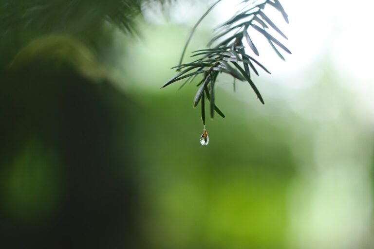 How To Dry Out Wet Weed