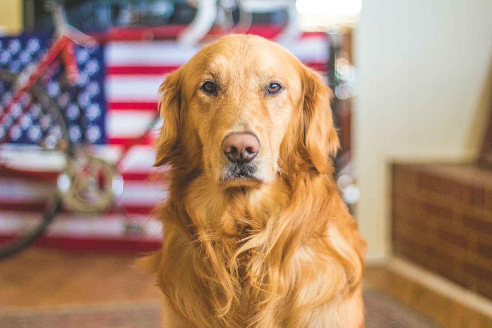 Using CBD To Keep Your Dog Calm During Fireworks
