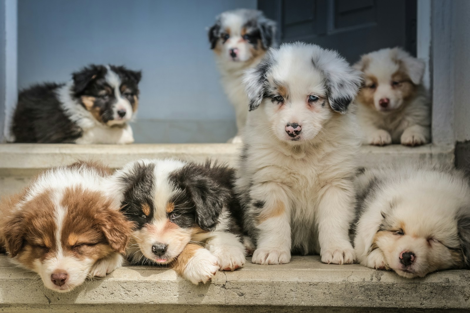 How Cannabis Can Keep Puppies From Freaking About The Fireworks