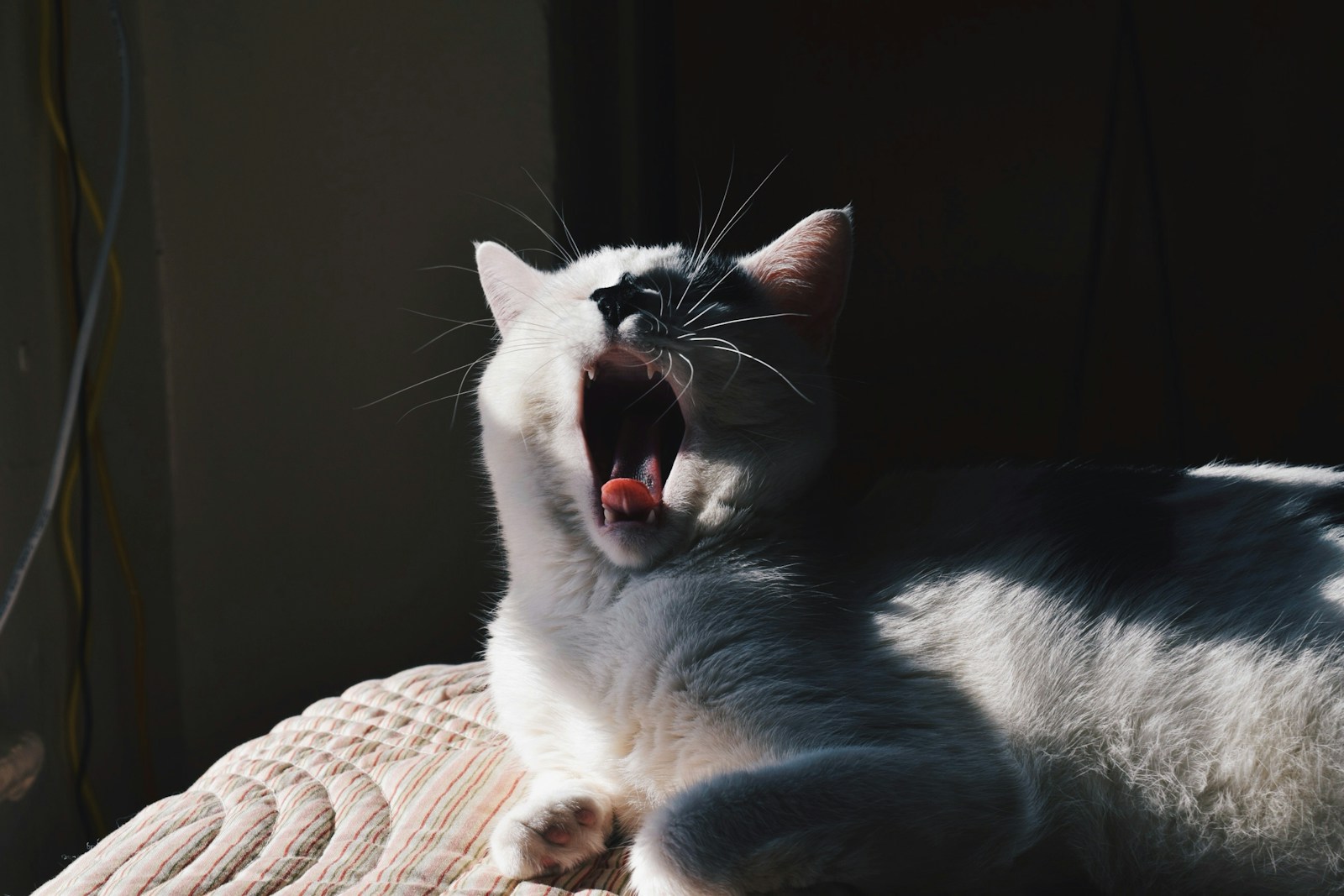 Why Is Yawning Contagious