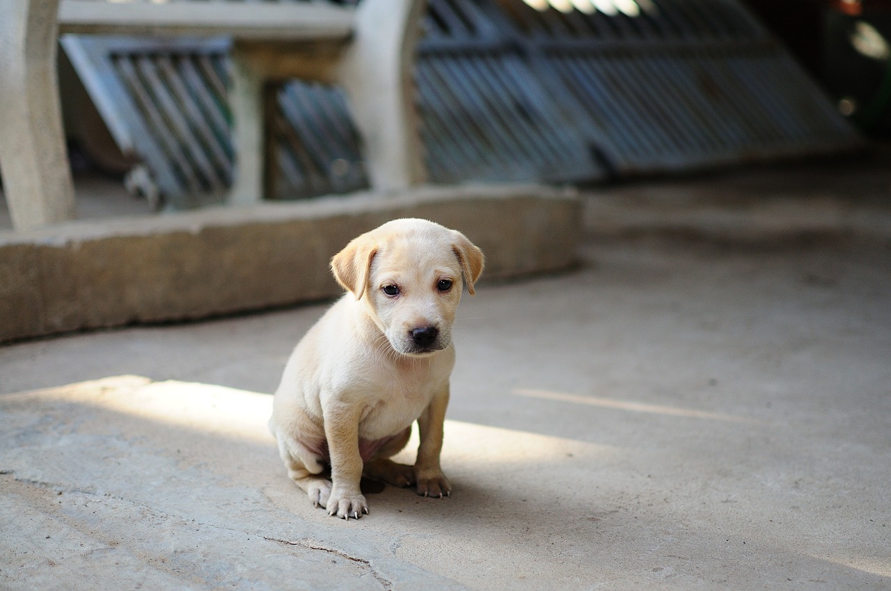 The Reason Dogs Have Puppy Dog Eyes