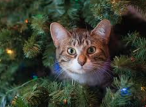 Can CBD Keep Cats From The Christmas Tree