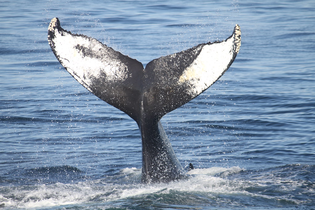 Why Do Whales Keep Swallowing People