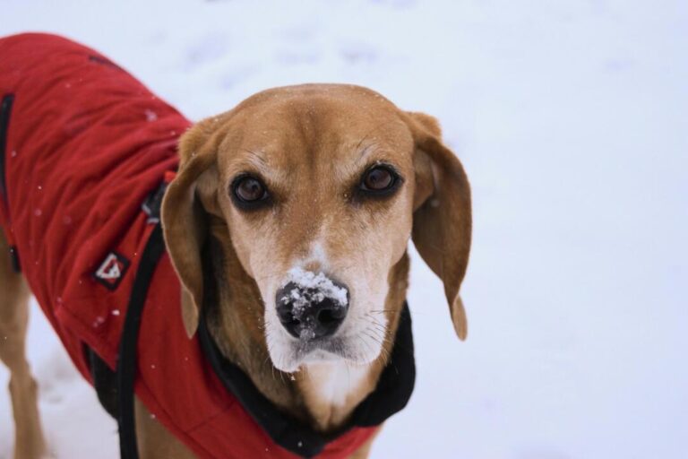 Should Dogs Wear A Coat in Cold Snowy Weather