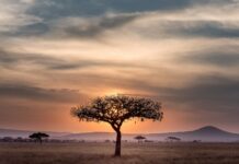 South Africa's Current Stance On Cannabis