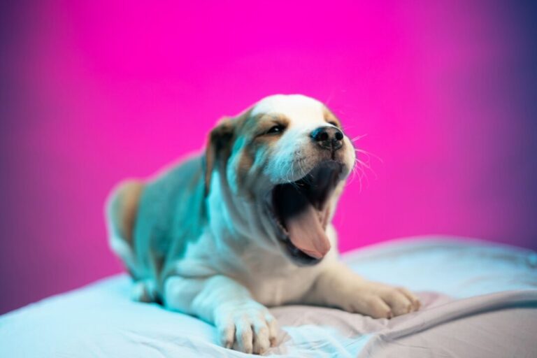 How To Avoid Post Cannabis Grogginess