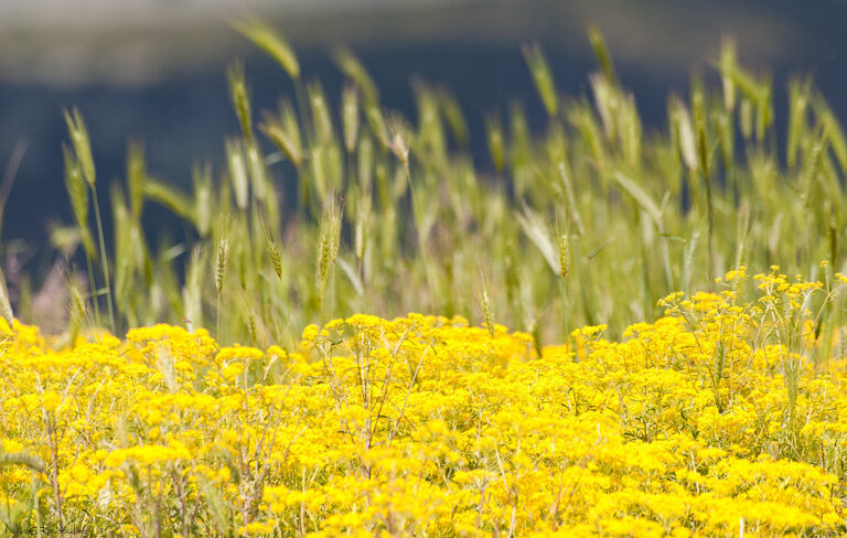 Cannabis Is Becoming the Ultimate Summer Vibe Cannabis Is Becoming the Ultimate Summer Vibe